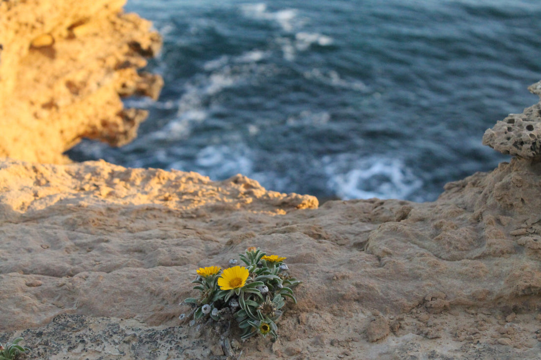 Urlaub ohne Spuren: 5 Tipps für mehr Meerschutz auf deiner nächsten Reise (in Portugal)
