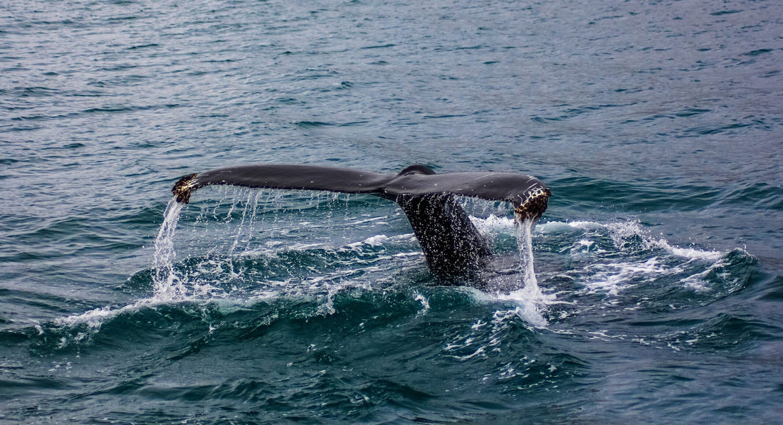 Das Rätsel der Walstrandungen: Warum landen Giganten im Flachwasser?