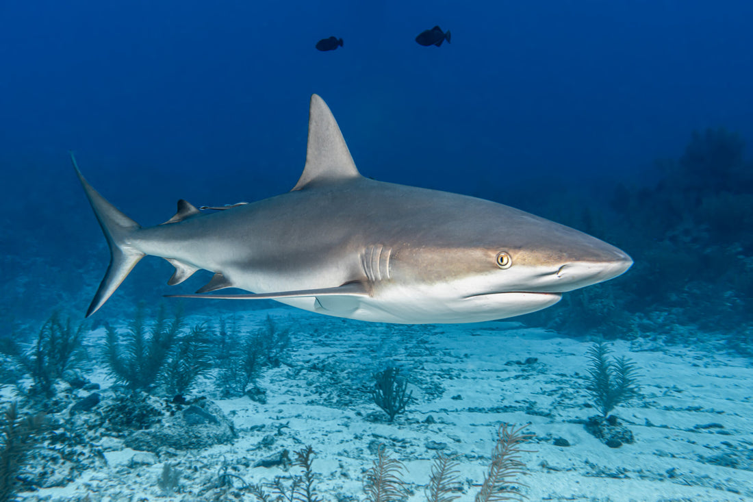 Fly without Fins: Den Haien eine Stimme geben.