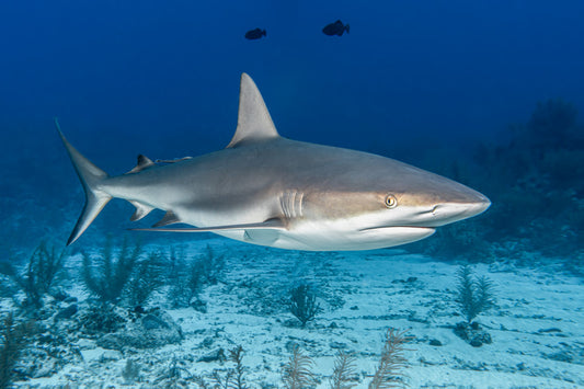 Fly without Fins: Den Haien eine Stimme geben.